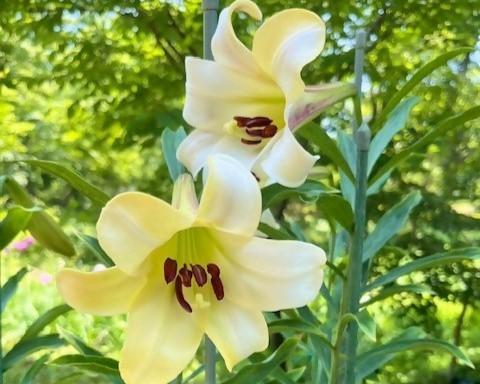 【☆幻のハカタユリが今年も開花しました☆】の画像3